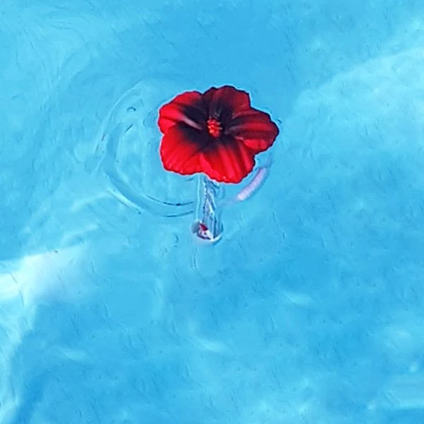 Thermomètre piscine original Tropical - Image 16